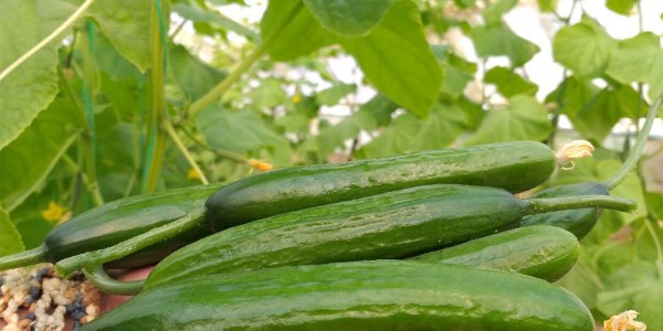 تصویر 1 از خرید و قیمت خیار سبز گلخانه ای + فروش صادراتی